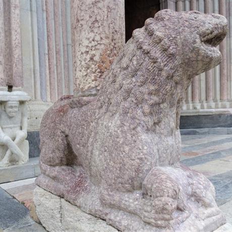 Image - Lion Image - Lion