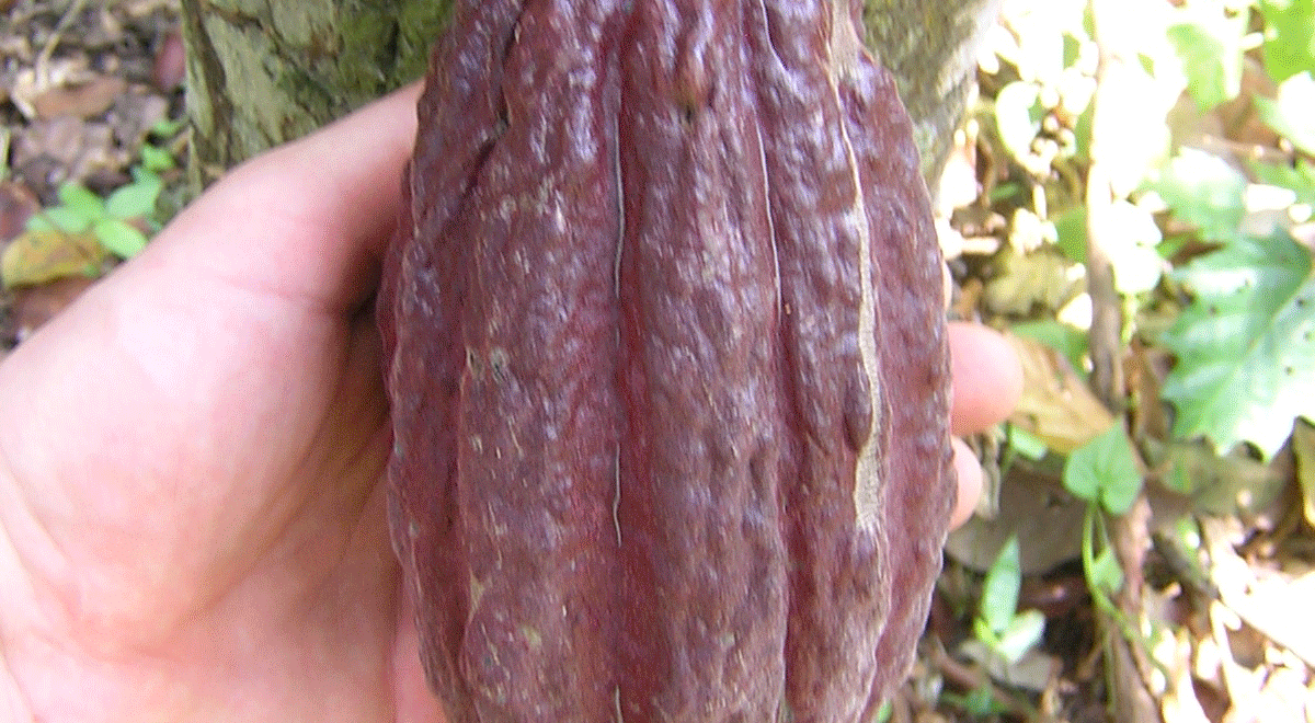 Pâtisserie chocolaterie Eyriey EMBRUN - Pâtisserie chocolaterie Eyriey EMBRUN Pâtisserie chocolaterie Eyriey EMBRUN - Pâtisserie chocolaterie Eyriey EMBRUN