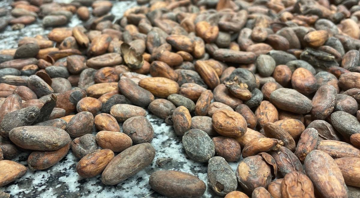 Pâtisserie chocolaterie Eyriey EMBRUN - Pâtisserie chocolaterie Eyriey EMBRUN Pâtisserie chocolaterie Eyriey EMBRUN - Pâtisserie chocolaterie Eyriey EMBRUN