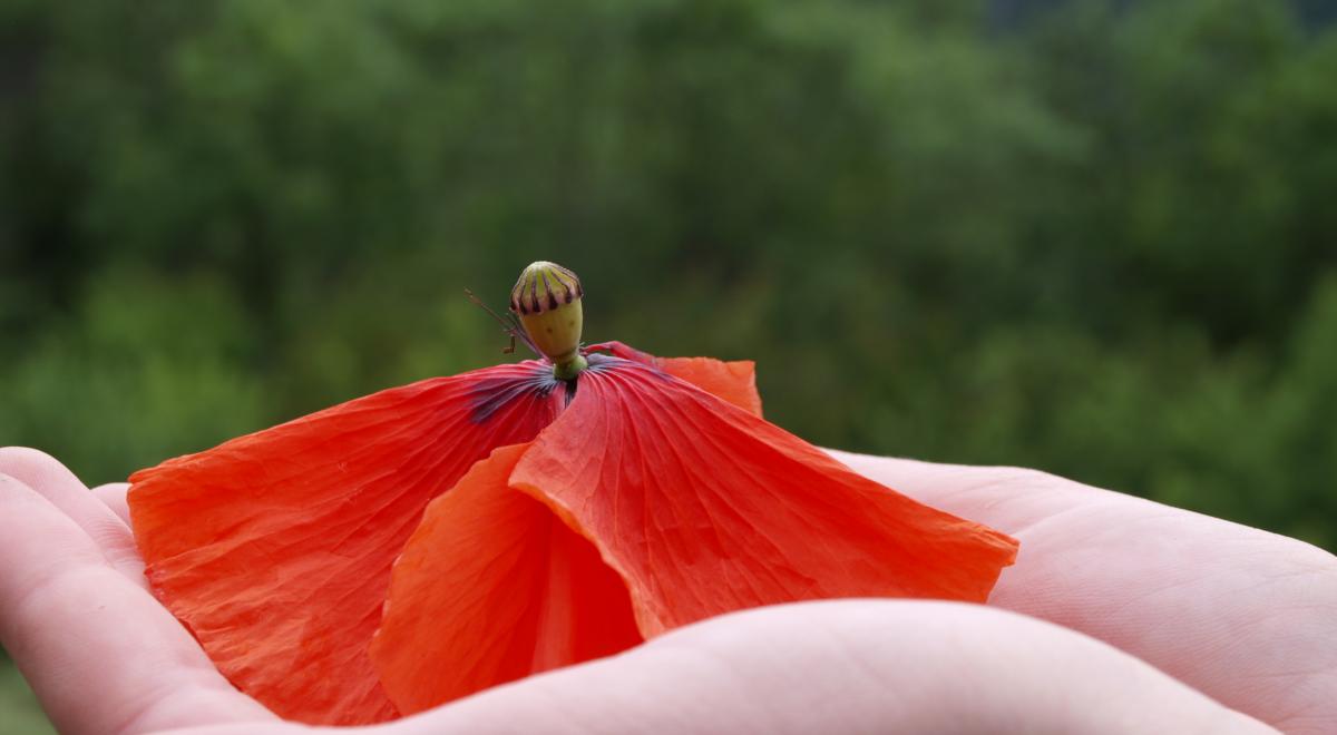 Image - Avec force et délicatesse