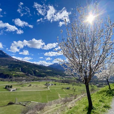 Balade botanique familiale_Embrun - Balade botanique familiale_Embrun