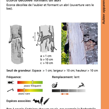 décollement d'écorce