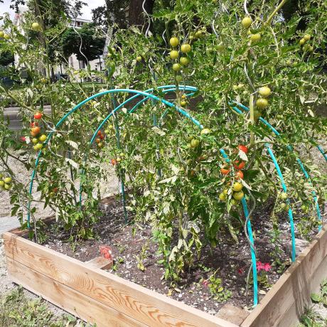 Notre potager - 15 Juillet 2020