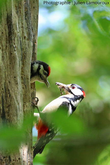 pics épeiche J.LAMOUROUX
