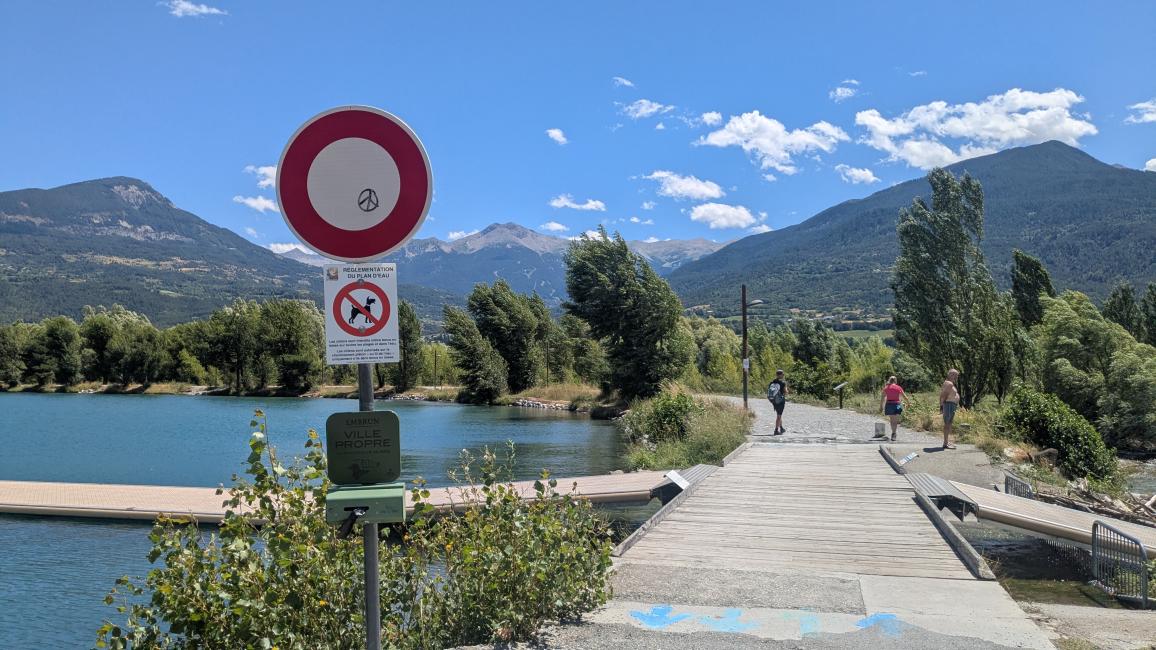 Chiens au plan d'eau